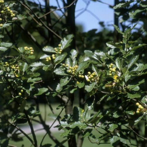 Sorbus aria, H