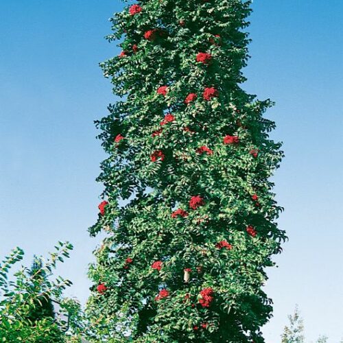 Sorbus aucuparia Fastigiata