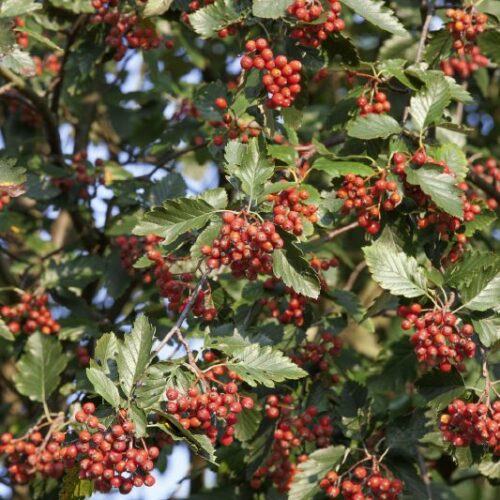 Sorbus intermedia, H