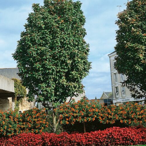Sorbus latifolia Atrovirens, H