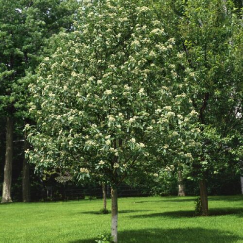 Sorbus thuringiaca Fastigiata, H