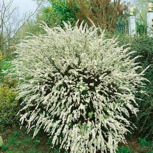Spiraea arguta