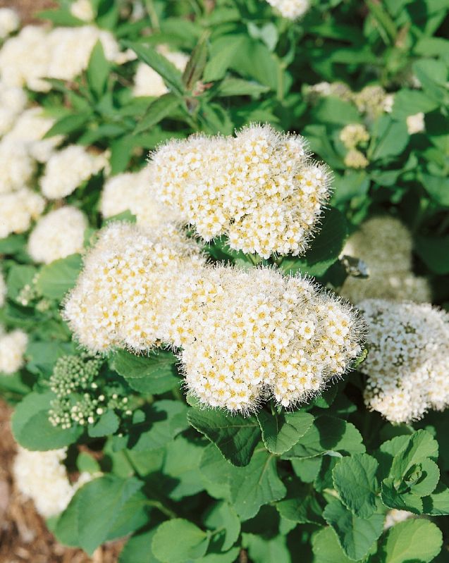 Spiraea betulifolia