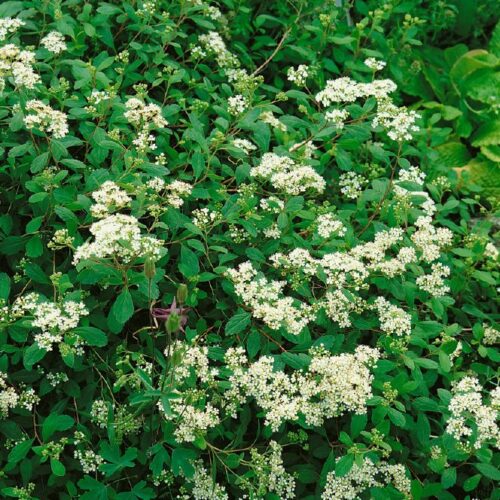 Spiraea decumbens