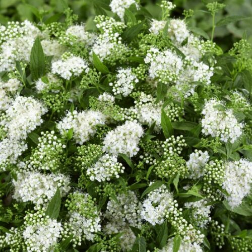 Spiraea japonica Albiflora