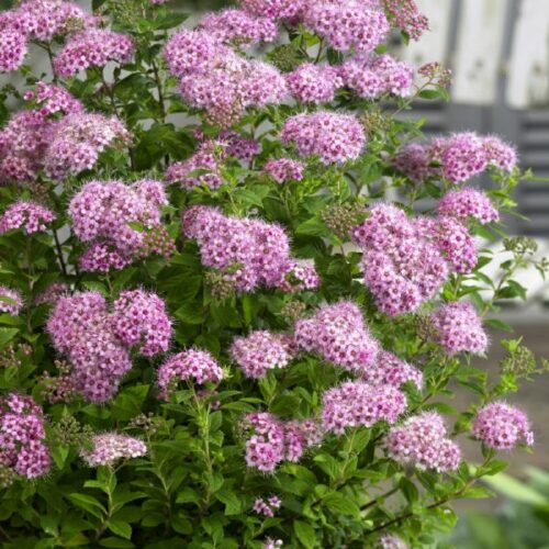 Spiraea japonica Little Princess