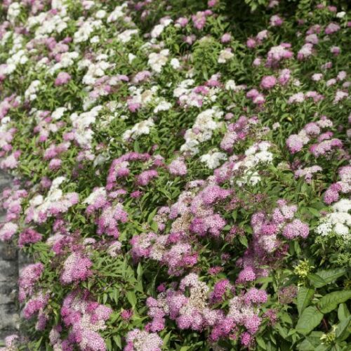 Spiraea japonica Shirobana