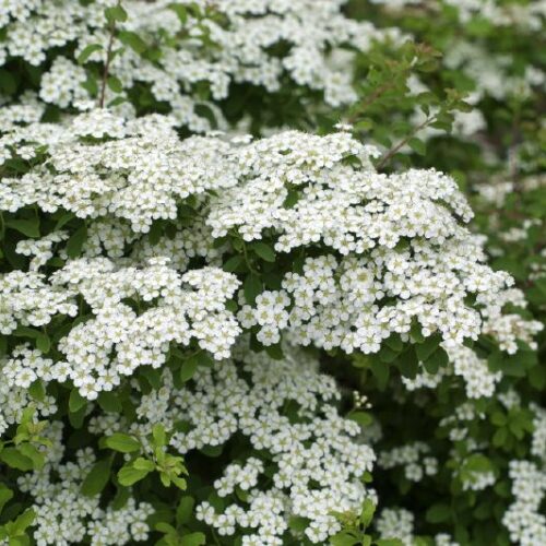 Spiraea nipponica Halvards Silver
