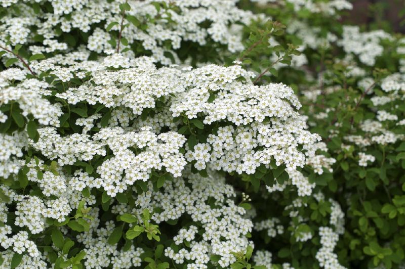 Spiraea nipponica Halvards Silver