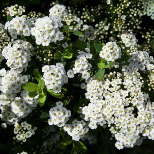 Spiraea nipponica Snowmound
