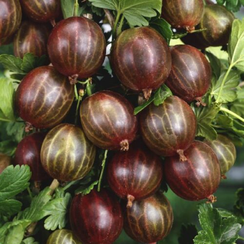 Stachelbeeren in Sorten