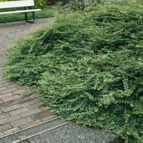 Symphoricarpos chenaultii Hancock