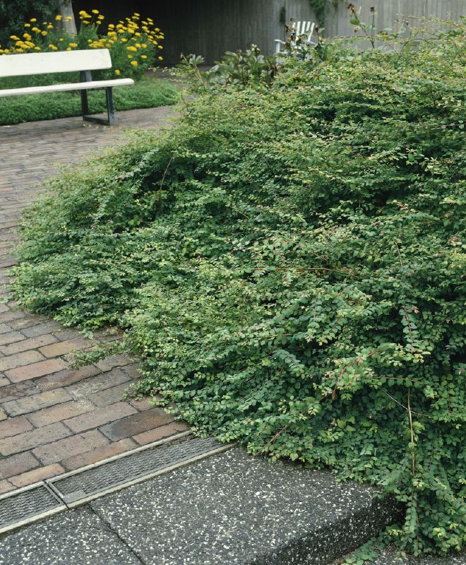 Symphoricarpos chenaultii Hancock