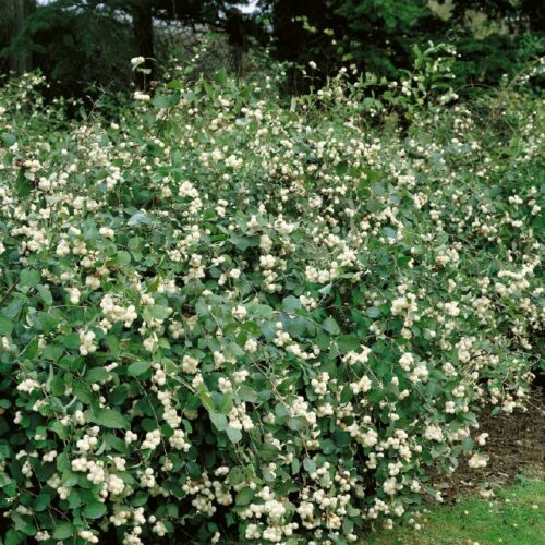 Symphoricarpos albus White Hedge