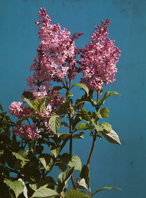 Syringa josikaea
