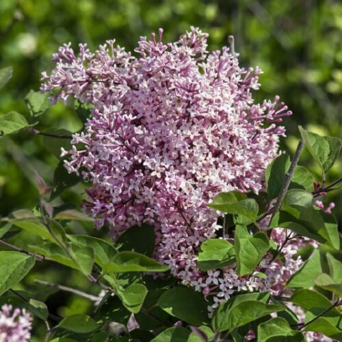 Syringa microphylla Superba