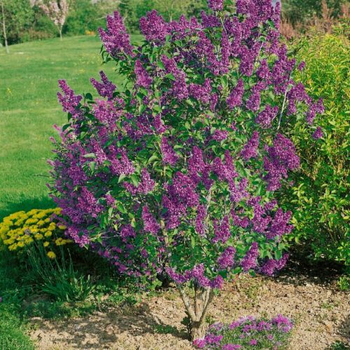 Syringa vulg. Hybriden in Sorten