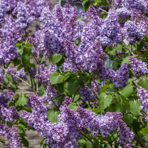 Syringa vulgaris