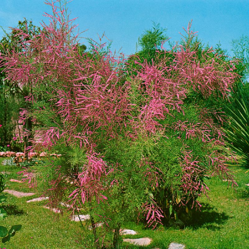 Tamarix pentandra