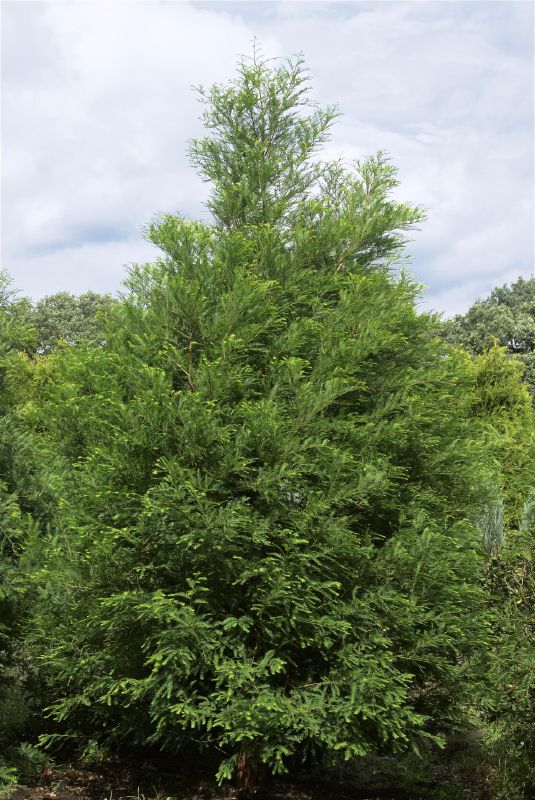 Taxodium distichum