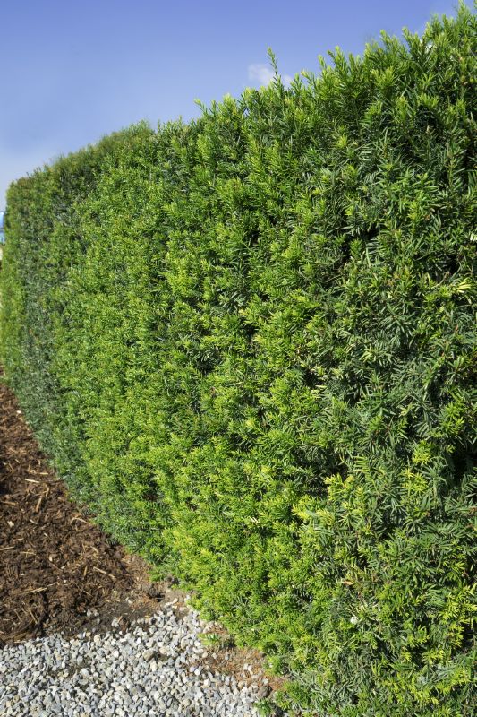 Taxus baccata