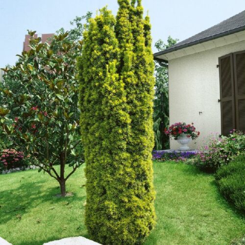 Taxus baccata Fastigiata Aurea