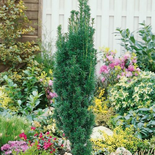 Taxus baccata Fastigiata Robusta