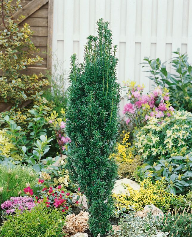 Taxus baccata Fastigiata Robusta
