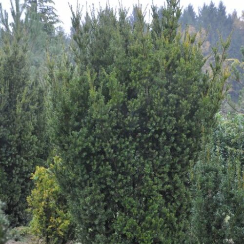 Taxus baccata Overeynderi