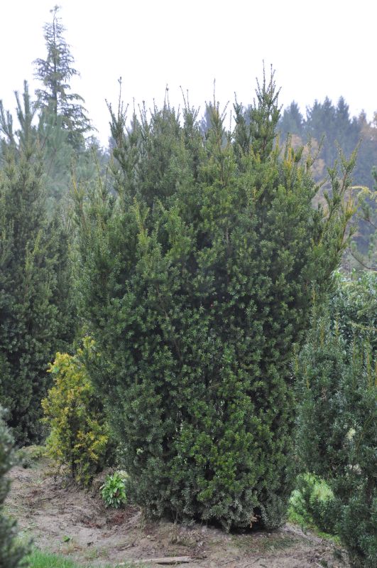 Taxus baccata Overeynderi