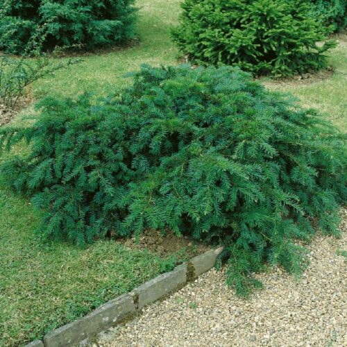 Taxus baccata Repandens