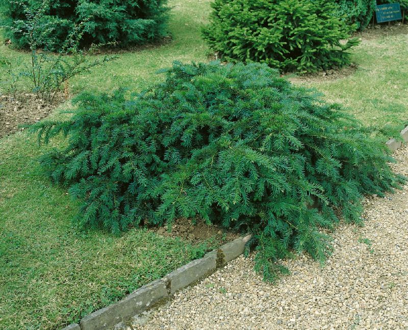Taxus baccata Repandens