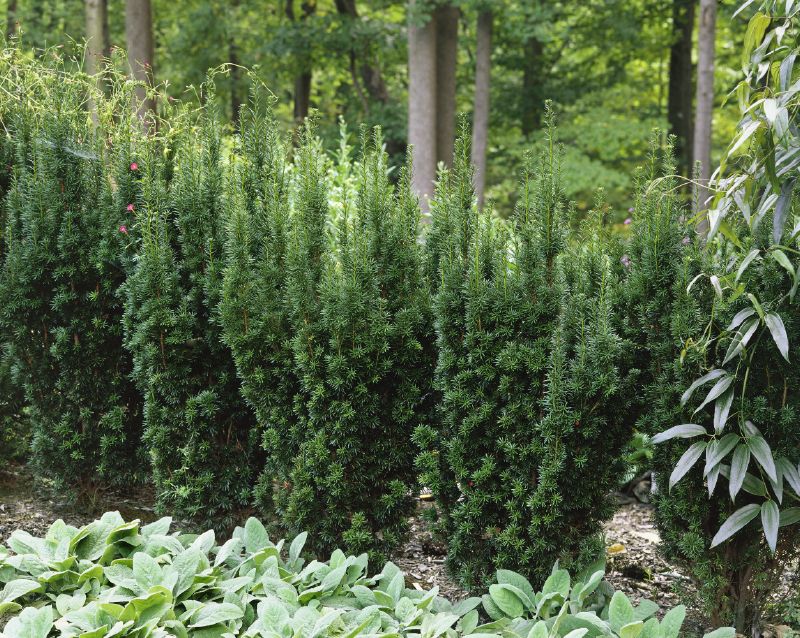 Taxus media Hicksii