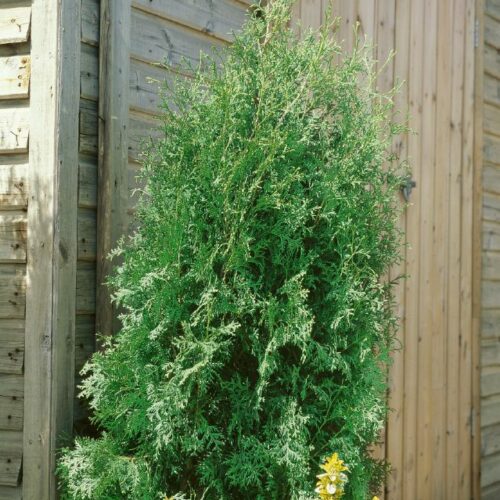 Thuja occidentalis Brabant