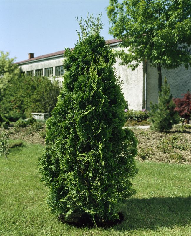 Thuja occidentalis Fastigiata