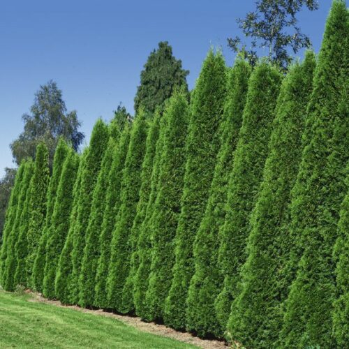 Thuja occidentalis Smaragd