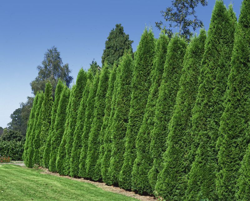 Thuja occidentalis Smaragd