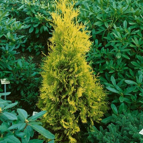 Thuja occidentalis Sunkist