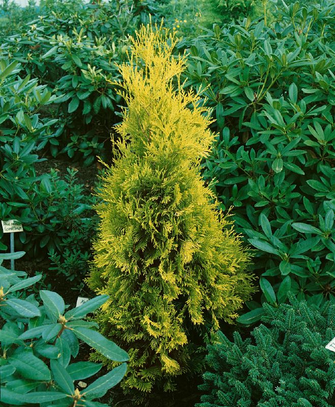 Thuja occidentalis Sunkist