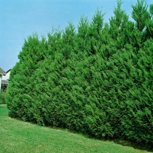 Thuja plicata Atrovirens
