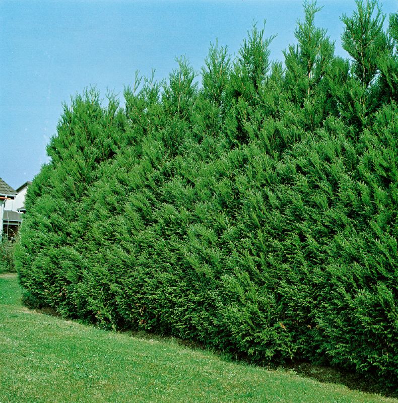 Thuja plicata Atrovirens