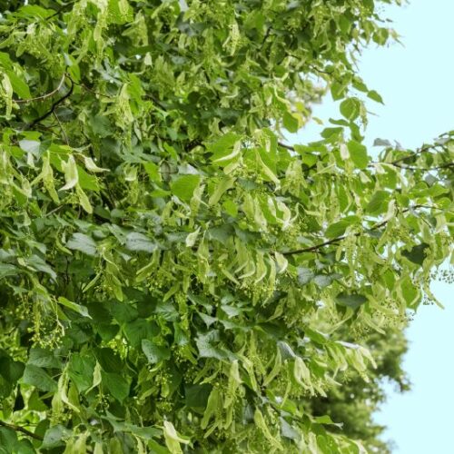Tilia cordata