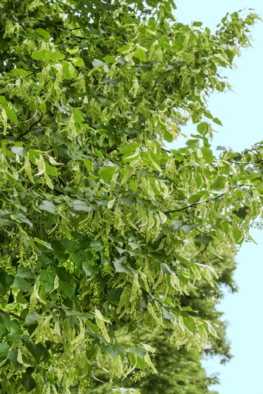 Tilia cordata