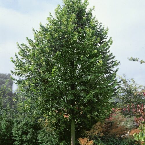 Tilia cordata Greenspire, H