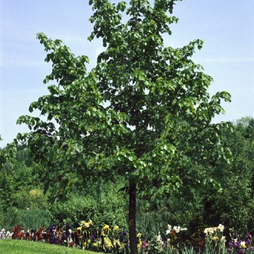 Tilia euchlora, H