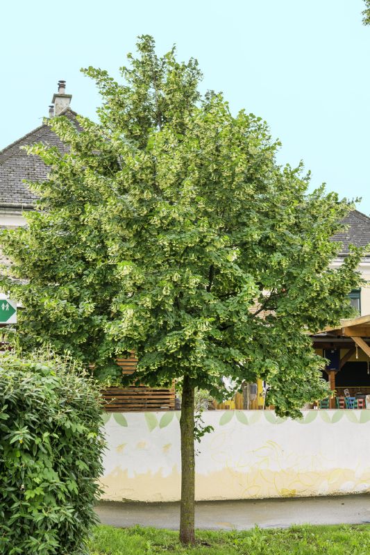 Tilia europaea Pallida, H