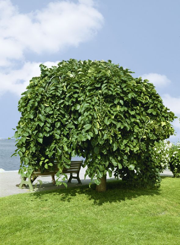 Ulmus glabra Pendula,  H