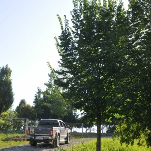 Ulmus hollandica Clusius, H