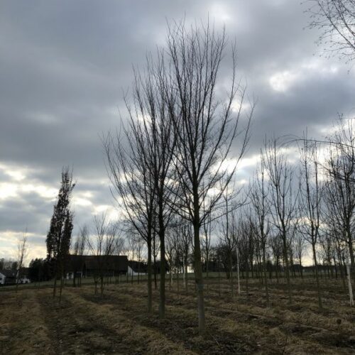 Ulmus Hybride Lobel, H