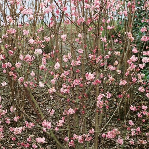 Viburnum bodnantense Dawn